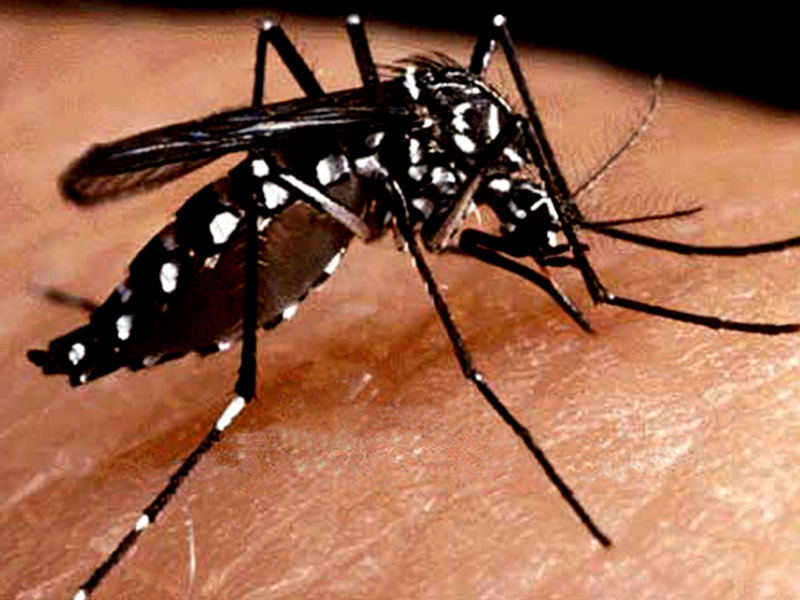Hidalgo tiene 69 casos de dengue