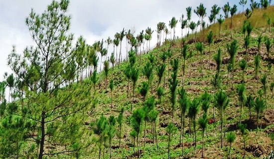 Capacitación para reforestar, proponen ciudadanos