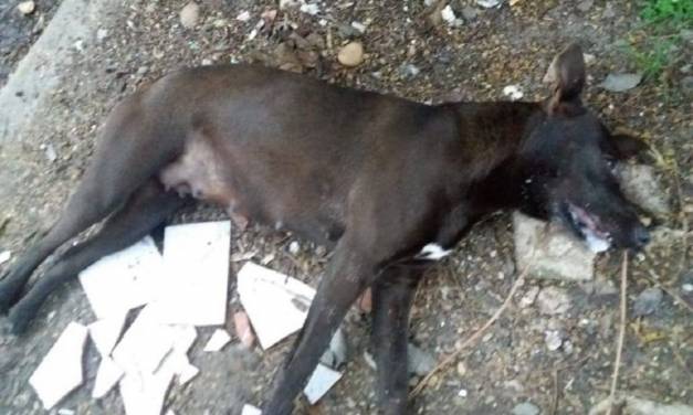 Piden investigar muerte de perros en colonia de Tizayuca