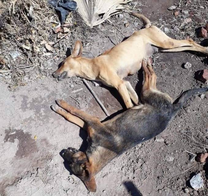 Envenenan a perros en comunidad de Zapotlán