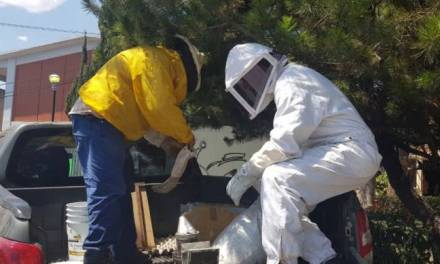 Rescatan en Tulancingo 60 enjambres de abejas