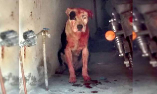 Perro pitbull mata a bebé, en Iztapalapa