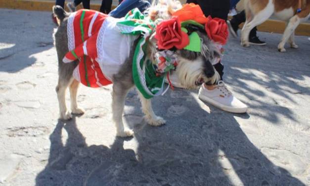 Celebran en Villa de Tezontepec el Día del Perro Callejero