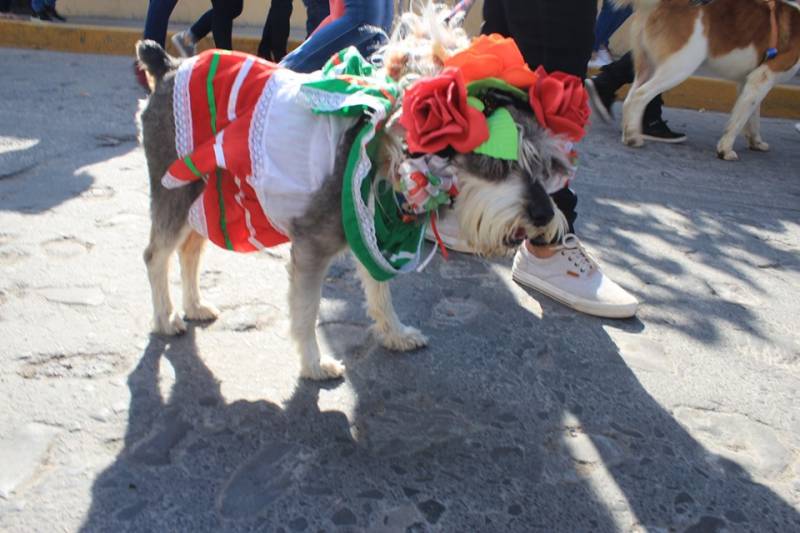 Celebran en Villa de Tezontepec el Día del Perro Callejero