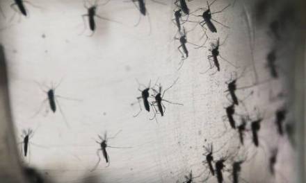 Descartan más de 360 casos sospechosos de dengue