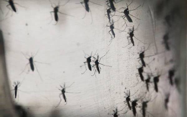 En 17 municipios se reportan 340 casos de dengue