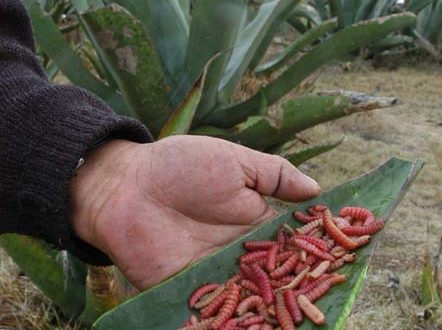 Proyectan granjas de agave-chinicuil para evitar sobreexplotación