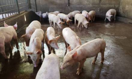 Denuncian mala higiene en granja porcina en Acayuca