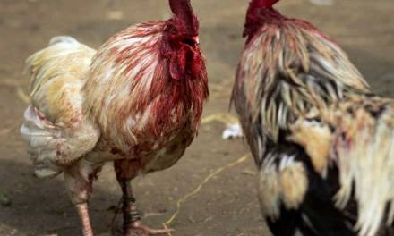 Pachuqueños piden a diputados que se tome en cuenta su opinión sobre peleas de gallos