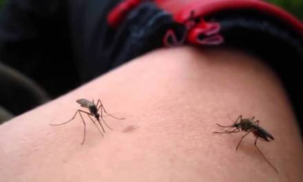 Hidalgo rebasa cifra de 402 casos de dengue