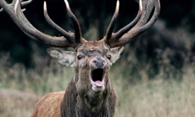 Venado se hace el muerto para matar a cazador que le disparó