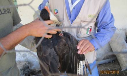 Recuperan dos aves rapaces en domicilio particular, en Tenango