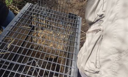 Libera Profepa zorro gris en la Reserva de la Biósfera Barranca de Metztitlán