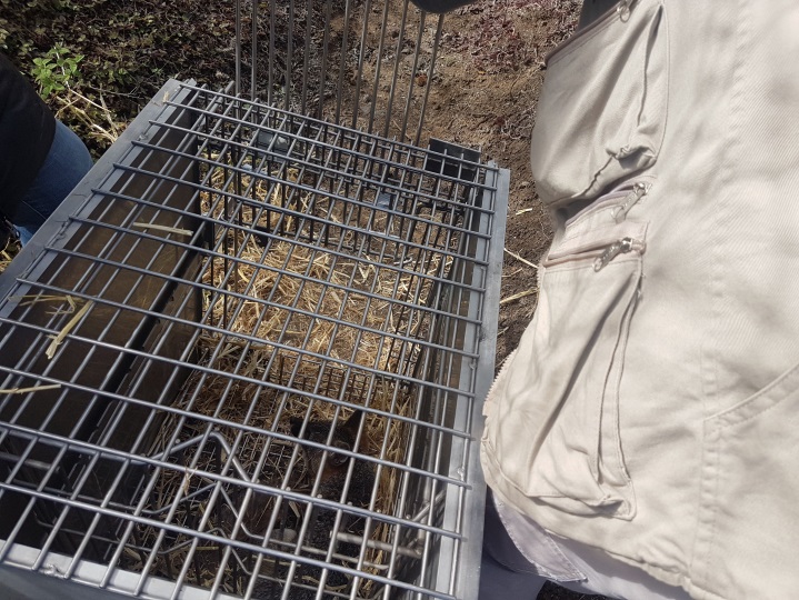 Libera Profepa zorro gris en la Reserva de la Biósfera Barranca de Metztitlán