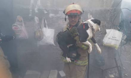 Bomberos rescatan a dos perros en incendio de vivienda