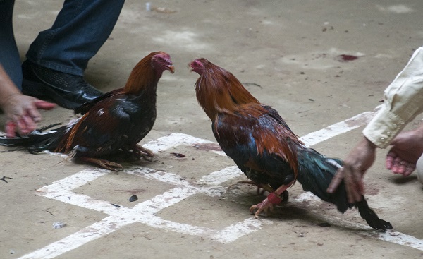 Biofutura confía en que peleas de gallos no sean patrimonio cultural de Hidalgo