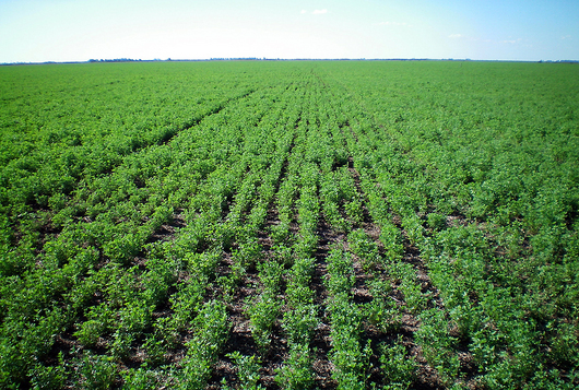 Disminuirá en 2020 cosecha de alfalfa y avena en Alfajayucan