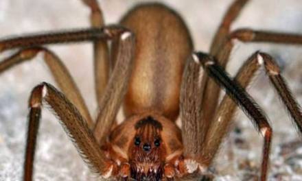 Descubren una especie de araña violinista originaria de México, también es letal