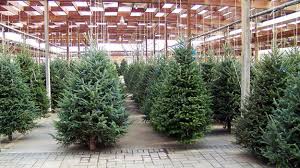 Sintético o natural, la decisión al comprar un árbol de navidad