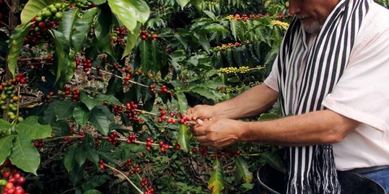 Baja hasta en un 50% producción de café