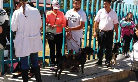 Continúan en Tulancingo las denuncias por maltrato animal