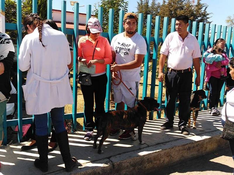 Continúan en Tulancingo las denuncias por maltrato animal