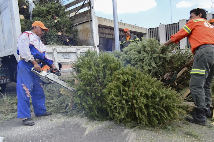 Inicia acopio de árboles de navidad para elaborar composta