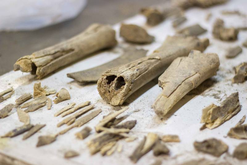 Investigador de la UAEH pide a quien tenga fósiles registrarlos en el INAH