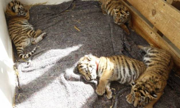 Nacen 4 tigres en Centro de Rescate Animal de Tizayuca