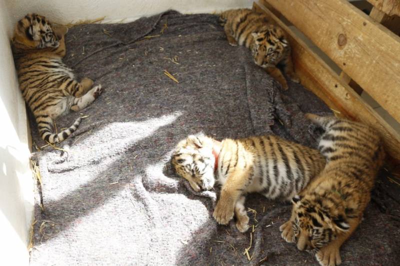 Nacen 4 tigres en Centro de Rescate Animal de Tizayuca