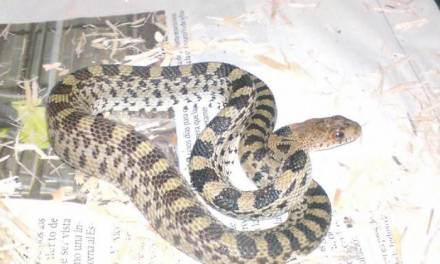 Investigan a miembros de Seguridad Pública de Mineral por posible privación de vida a una serpiente protegida