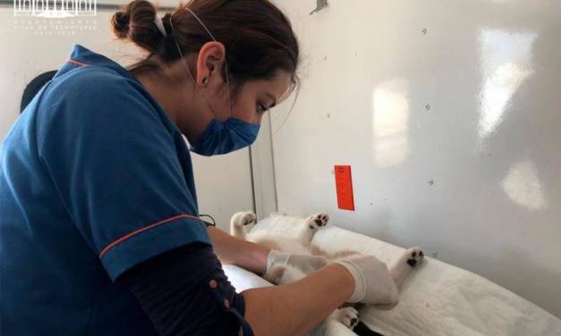 Inicia Campaña de Esterilización 2020 en Villa de Tezontepec