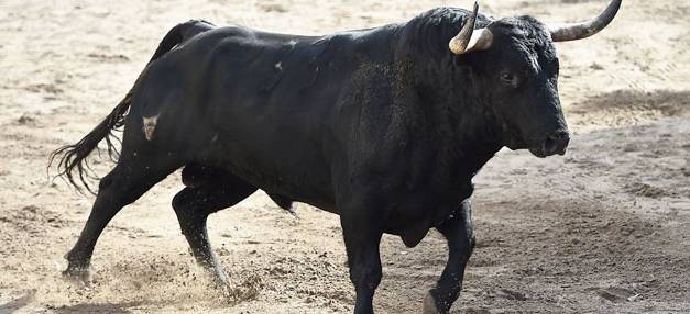 Hidalgo, sede del Congreso Nacional de Criadores de Toros de Lidia