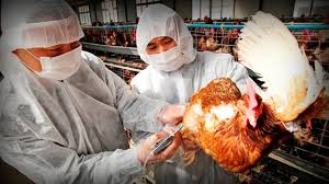 Se registra brote de gripe aviar en plena crisis por coronavirus en China