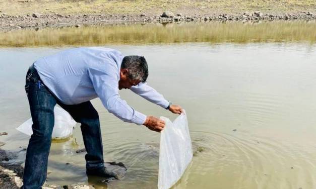 Siembra de carpa, una opción productiva en Tolcayuca