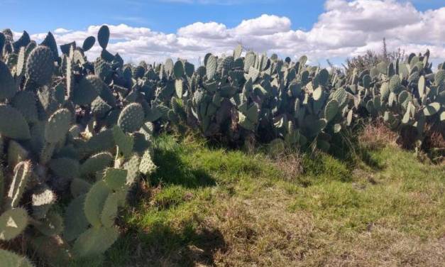 Abandonan cuerpo de una mujer en nopalera del Estado de México