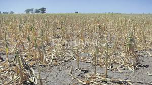 Sequía afectó 16 mil hectáreas de cultivo en Hidalgo