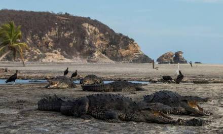 Captan a cocodrilos en playas de Oaxaca