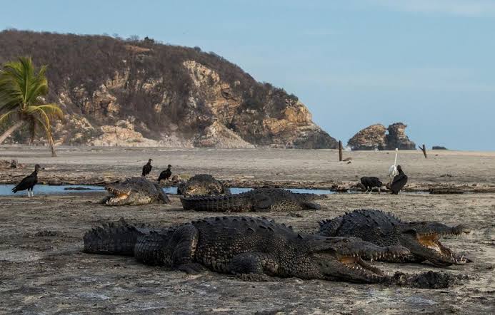 Captan a cocodrilos en playas de Oaxaca