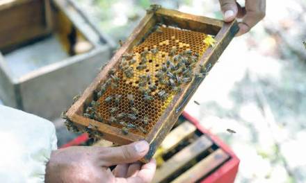 Realizarán anualmente en Tulancingo Feria de la Abeja y la Miel