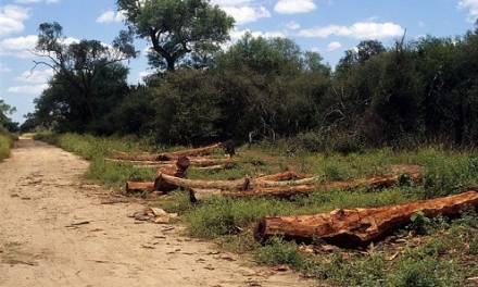 Proponen incrementar penas y sanciones por tala ilegal en Hidalgo