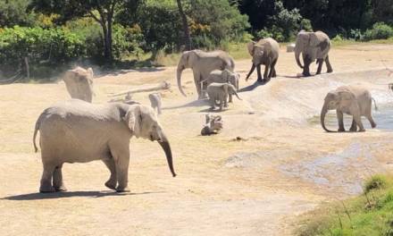 540 especies de animales hacen de Africam Safari una gran aventura