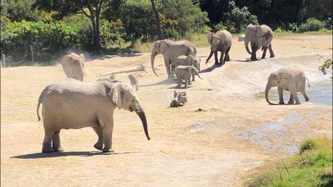 540 especies de animales hacen de Africam Safari una gran aventura