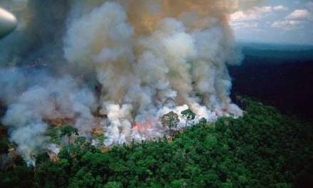 Se pierden 2 millones de hectáreas de bosques de la amazonía