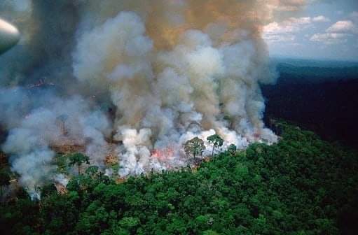 Se pierden 2 millones de hectáreas de bosques de la amazonía