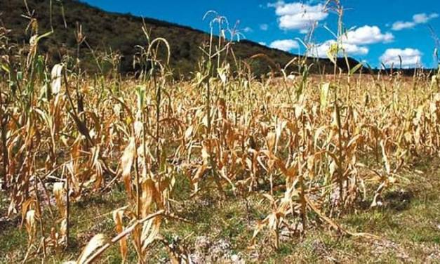Reportan afectaciones a cultivos por sequía extrema en tres municipios