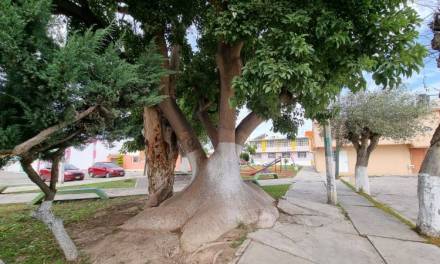 Declararán Árbol Monumental al Ombú ubicado en colonia Issste de Pachuca