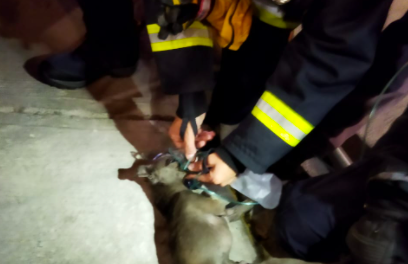 Bomberos reaniman a can inconsciente durante incendio en Pachuca