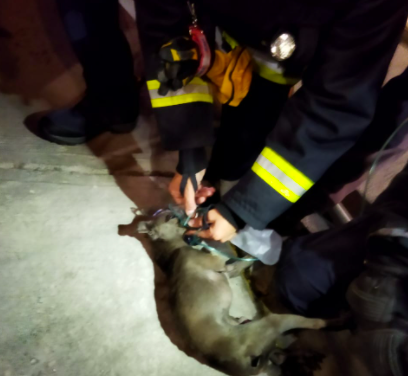 Bomberos reaniman a can inconsciente durante incendio en Pachuca