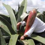 El primer domingo de febrero se celebra el Día Nacional del Pulque
